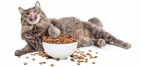 ¿La alimentación está ligada a la esperanza de vida de nuestros gatos?
